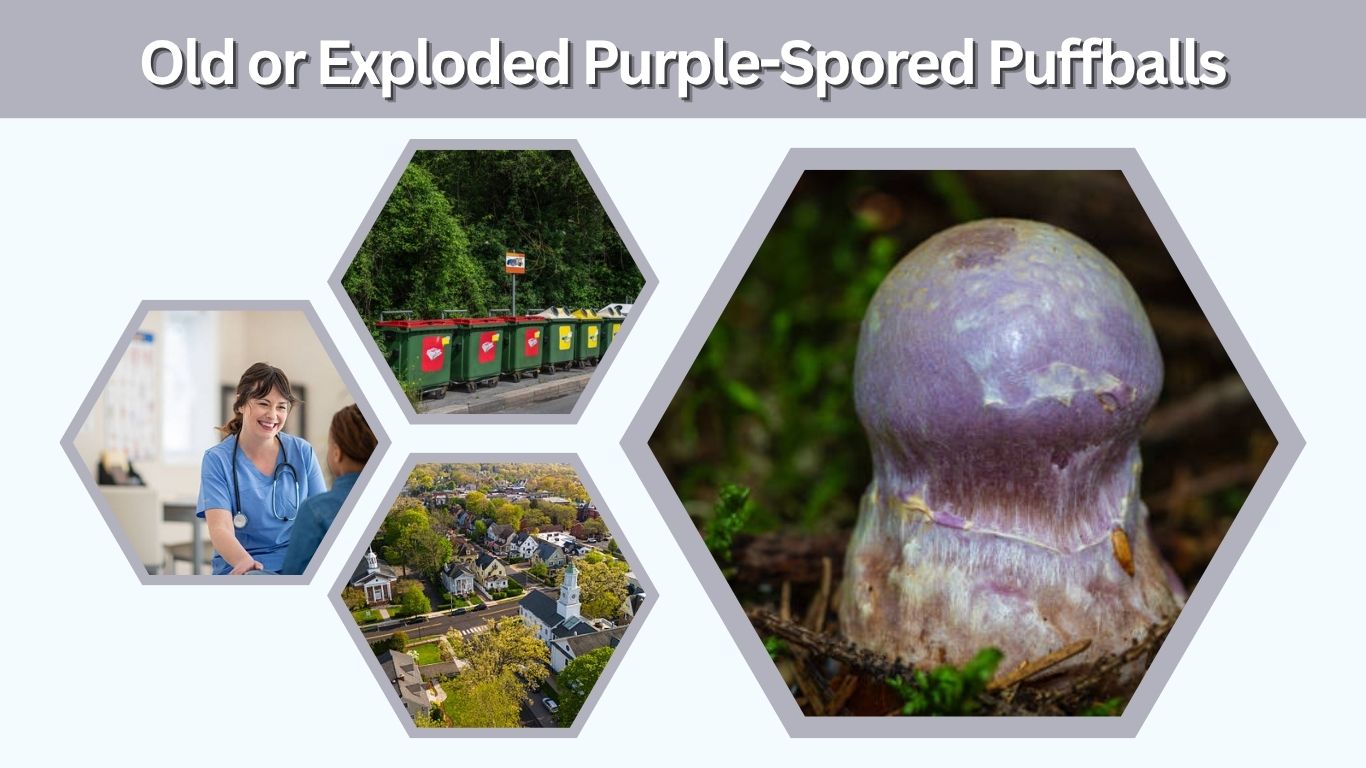 Purple-Spored Puffball: Edibility & Safety Guide