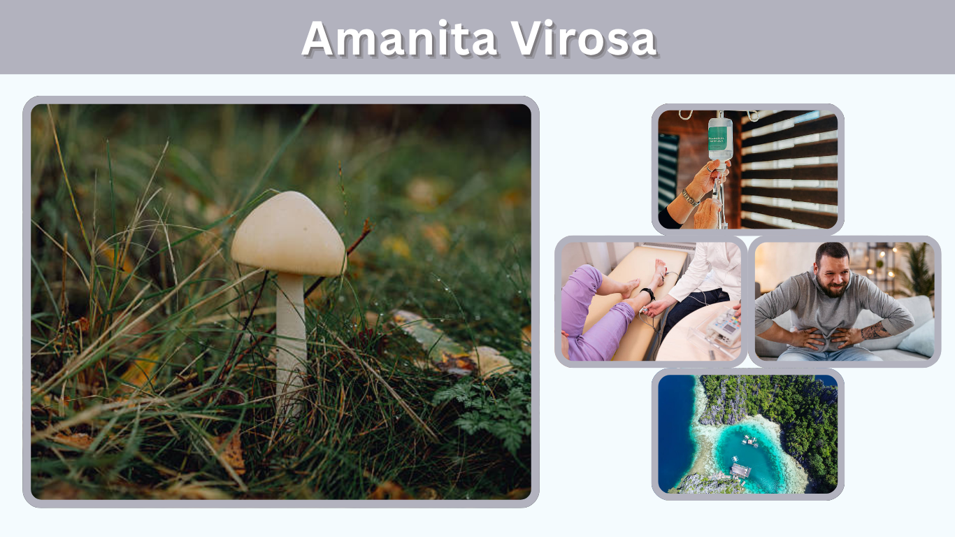 Amanita Virosa: Identification, Toxicity, and Dangers