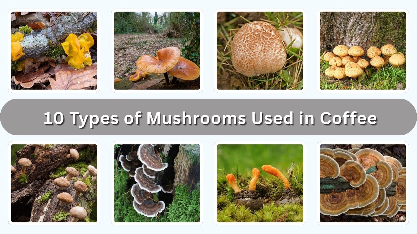 10 Types of Mushrooms Used in Coffee (ID with Pictures)