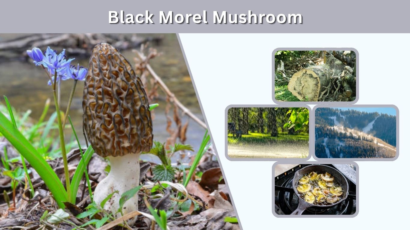 Black Morel Mushroom: Identification, Uses, Price & Growing Guide