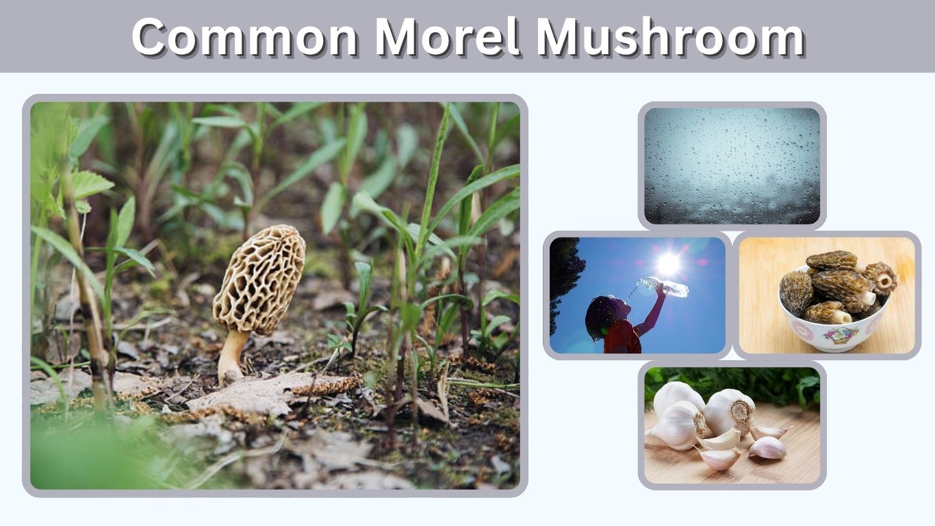Common Morel Mushroom