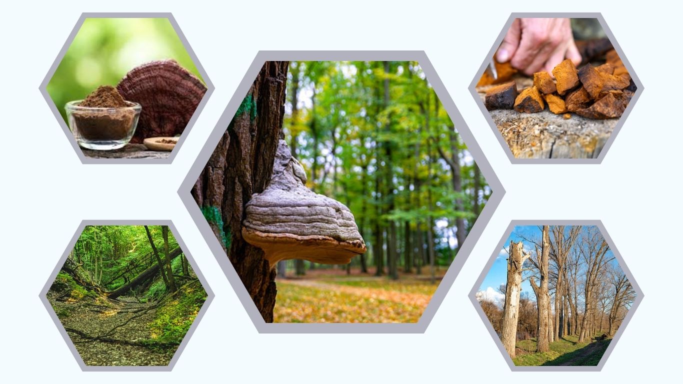 Tinder Fungus: Uses, Identification, and Fire Starting