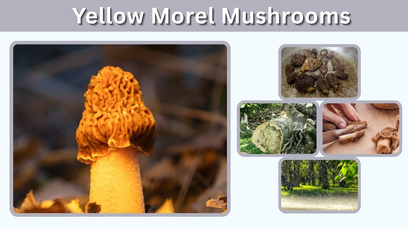 Yellow Morel Mushrooms: Identification, Price, Cooking & Growing Guide
