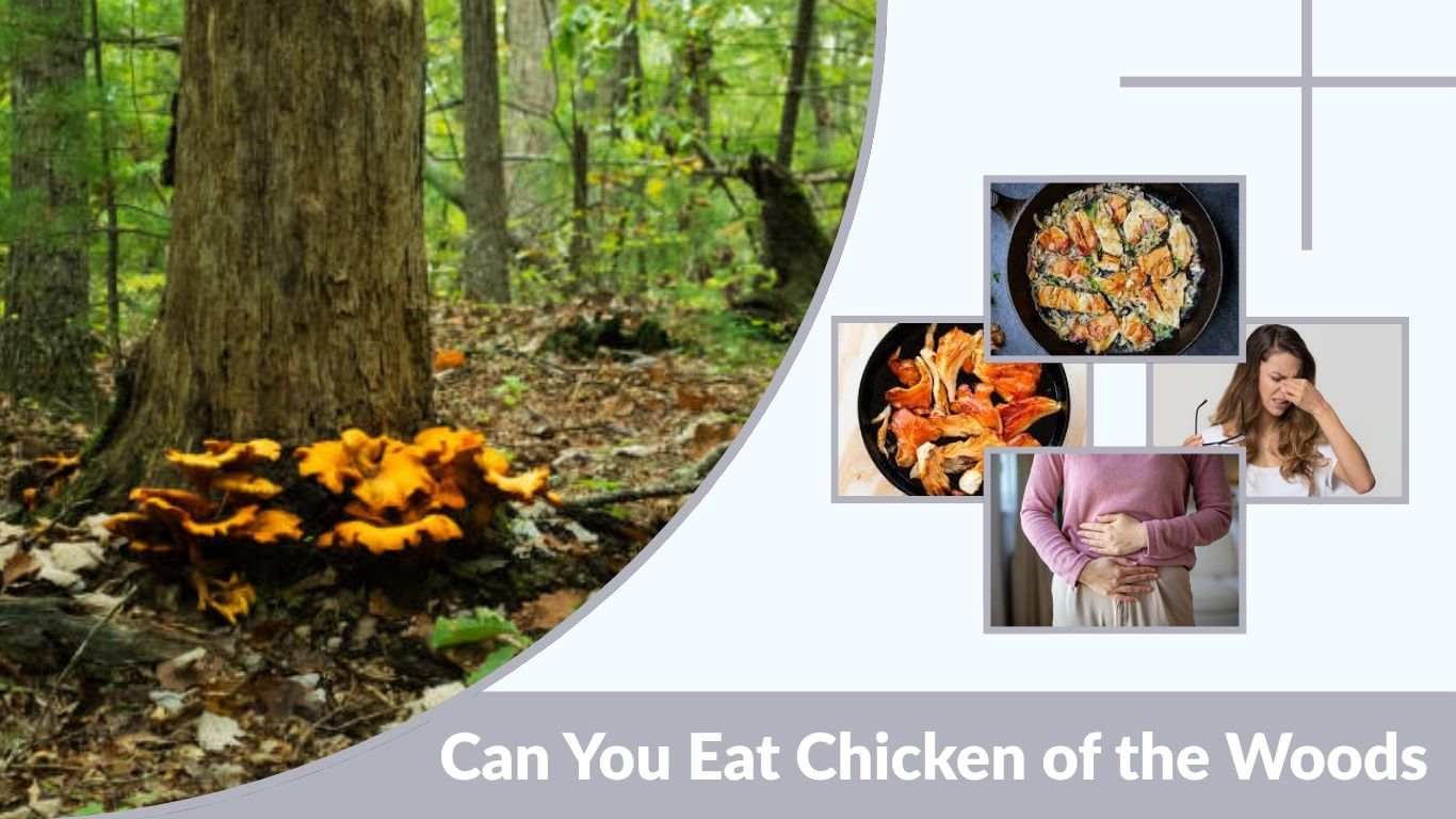 Can You Eat Chicken of the Woods? Safety, Raw Risks & Best Ways to Eat
