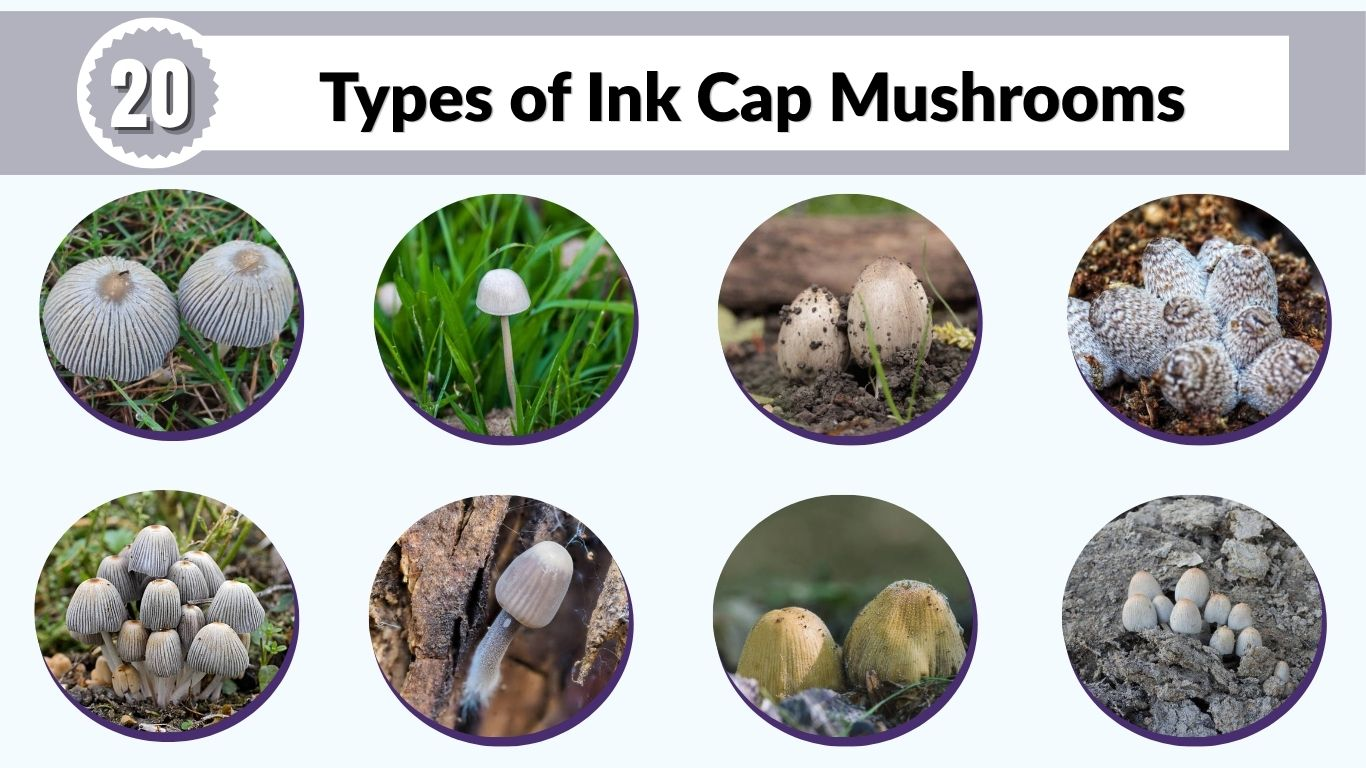20 Types of Ink Cap Mushrooms: Identification and Facts