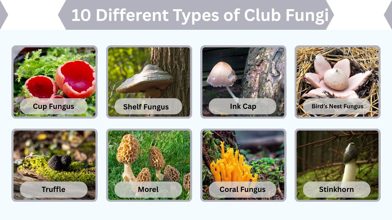 10 Different Types of Club Fungi: Identification with Pictures