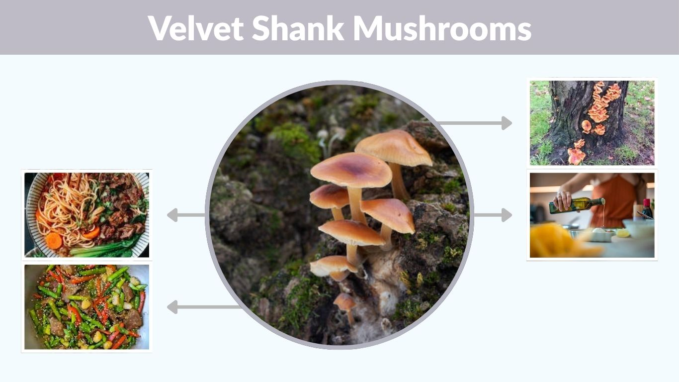 Velvet Shank Mushrooms: Identification, Safety and Recipes