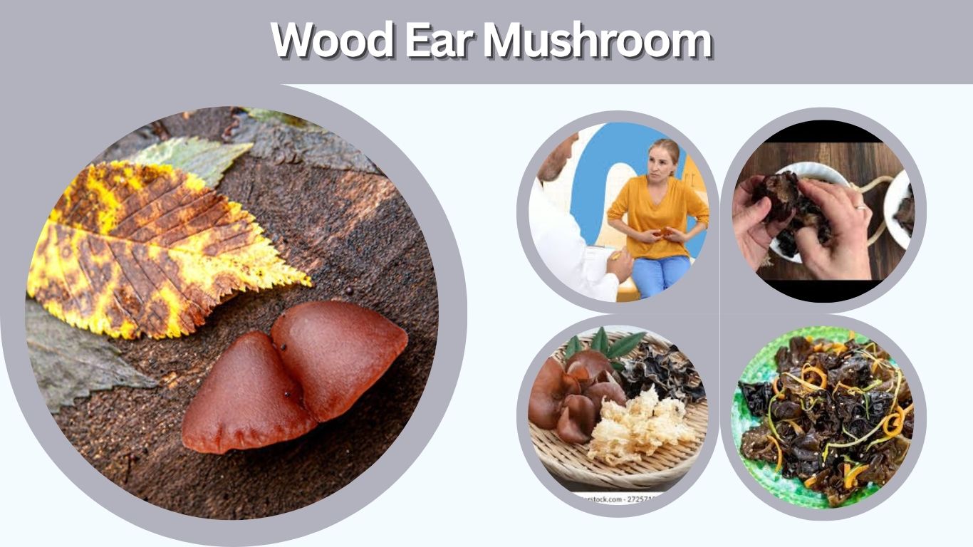 Wood Ear Mushroom: Taste, Benefits and Cooking Tips
