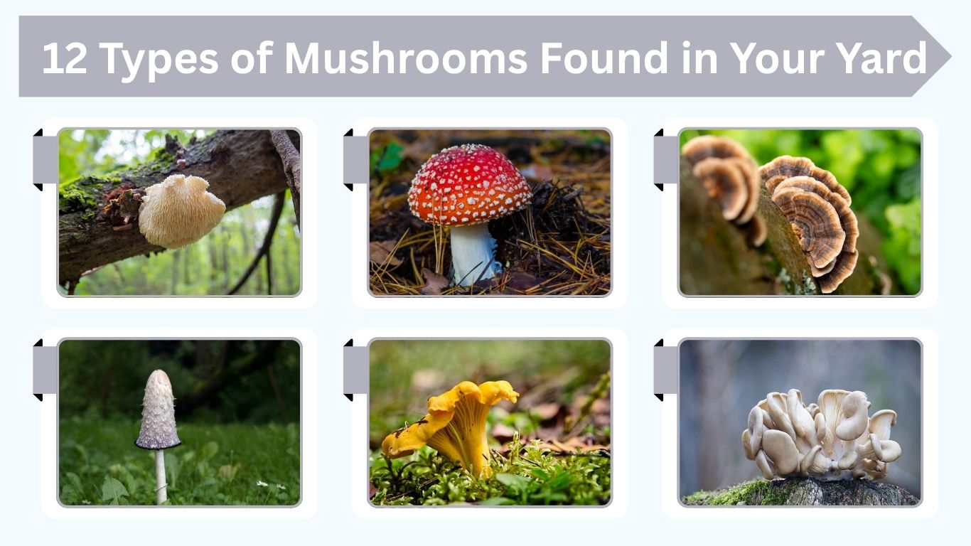 12 Types of Mushrooms Found in Your Yard : Identification with Pictures