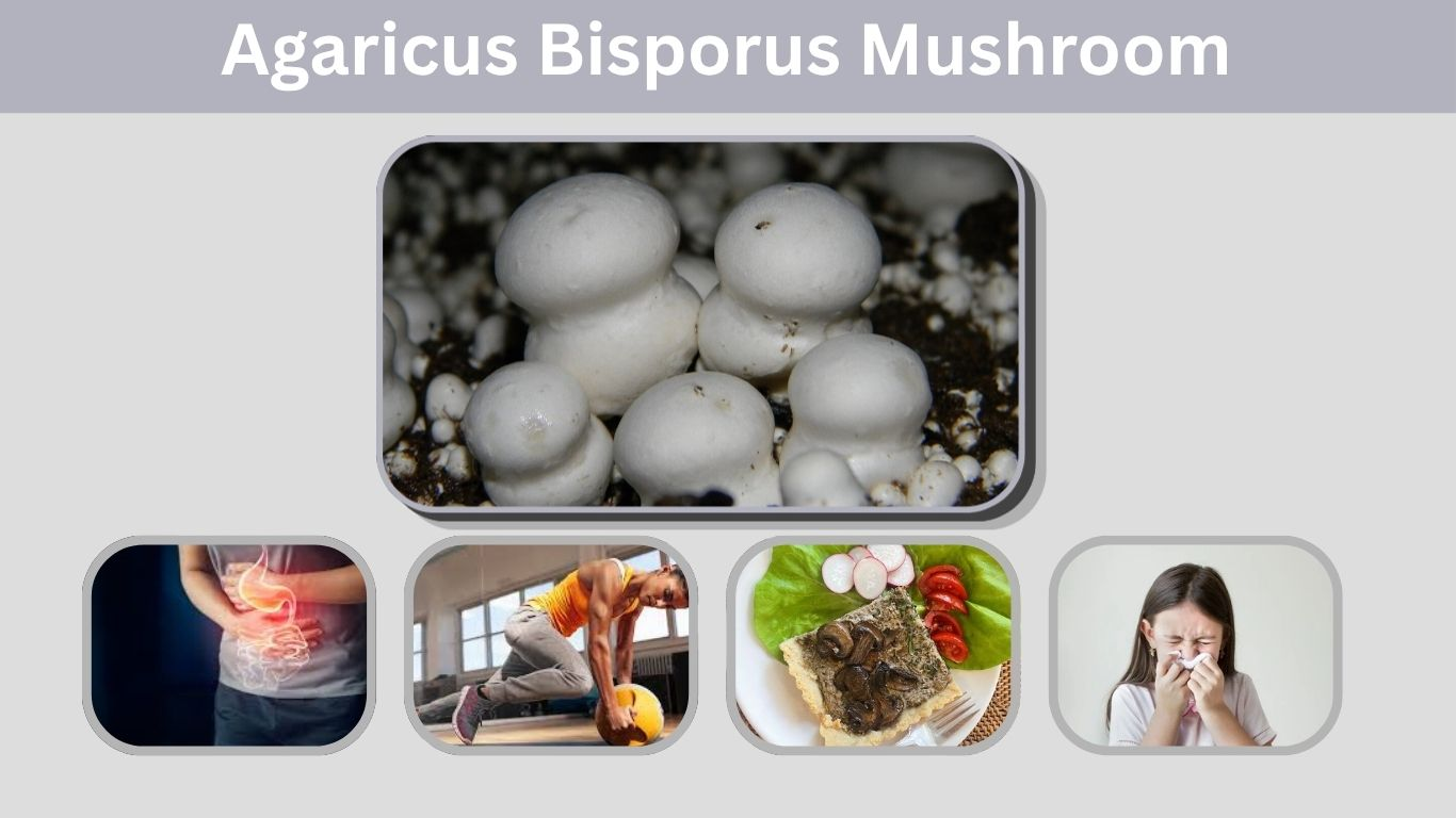 Agaricus Bisporus Mushroom Guide: Uses, Nutrition and Growth