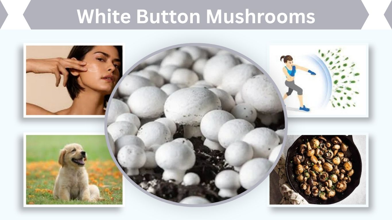 White Button Mushrooms: Nutrition, Benefits and Health Tips