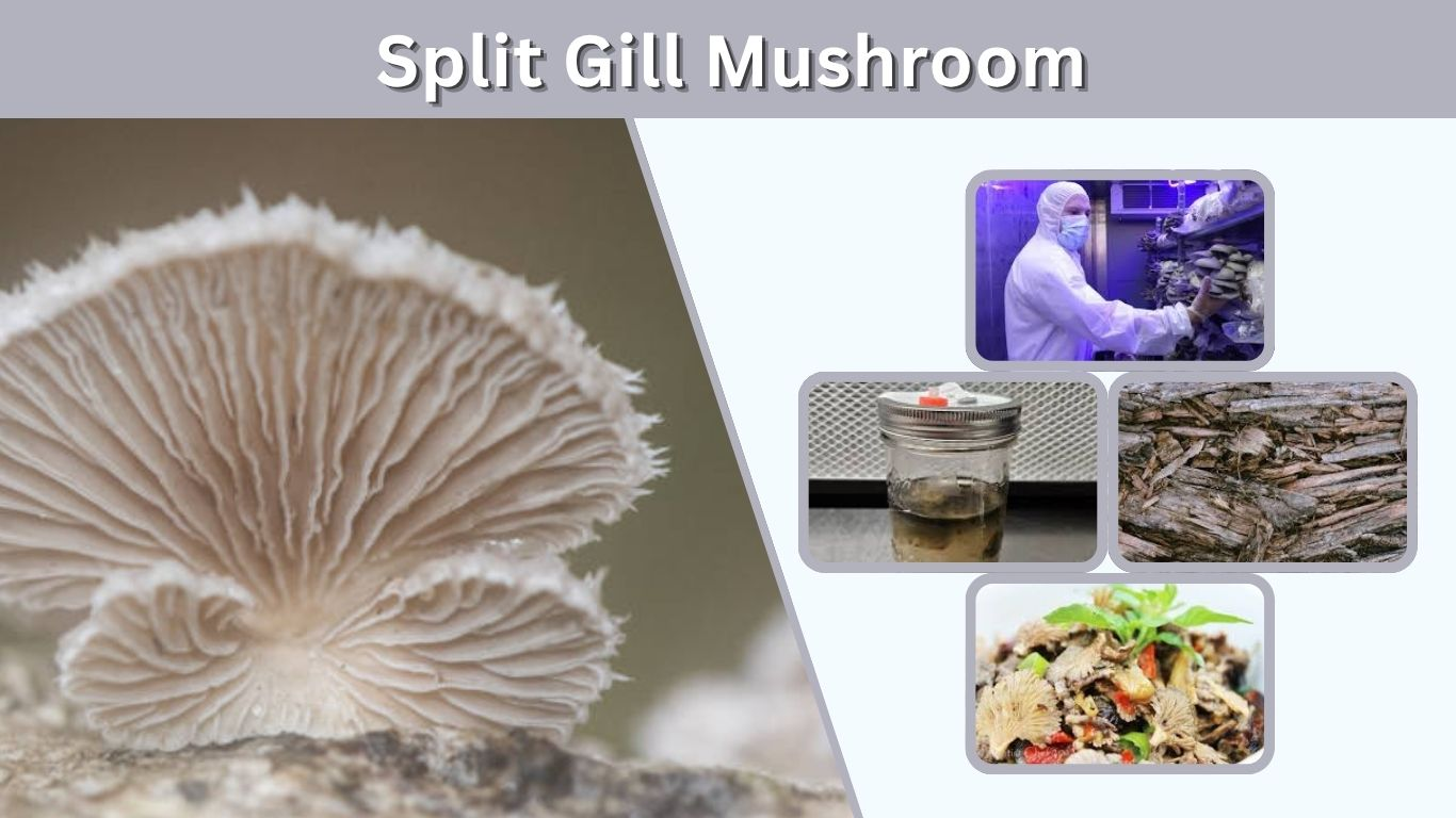 Split Gill Mushroom: Benefits, Uses and Safety Guide