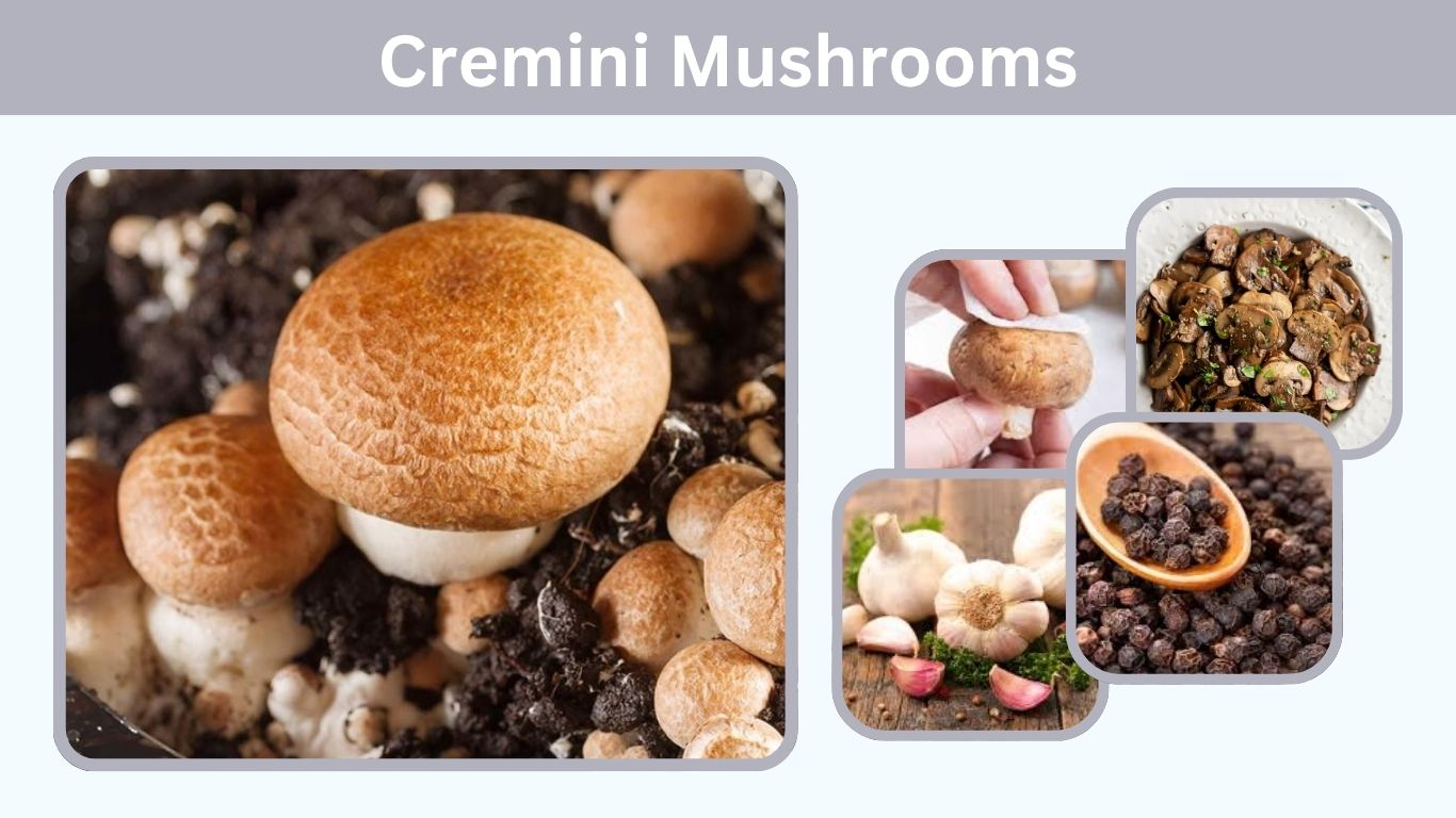 Cremini Mushrooms: Nutrition, Recipes and Substitutes