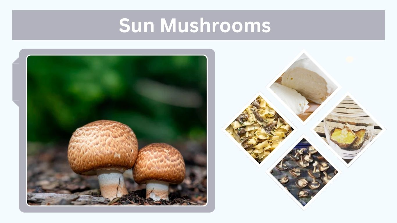 Sun Mushrooms: Uses, Health Benefits and Drying Tips