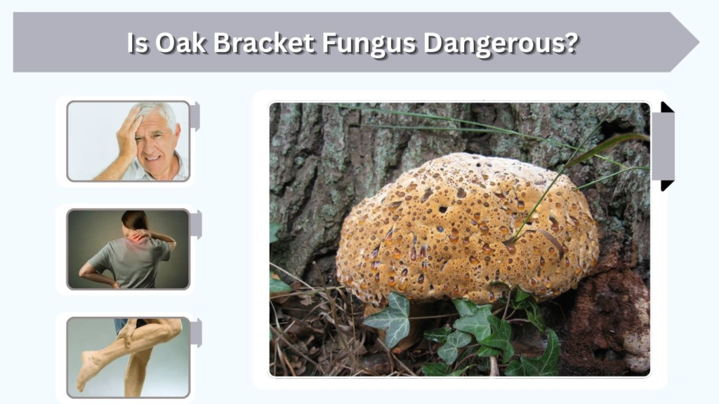 Is Oak Bracket Fungus Dangerous?