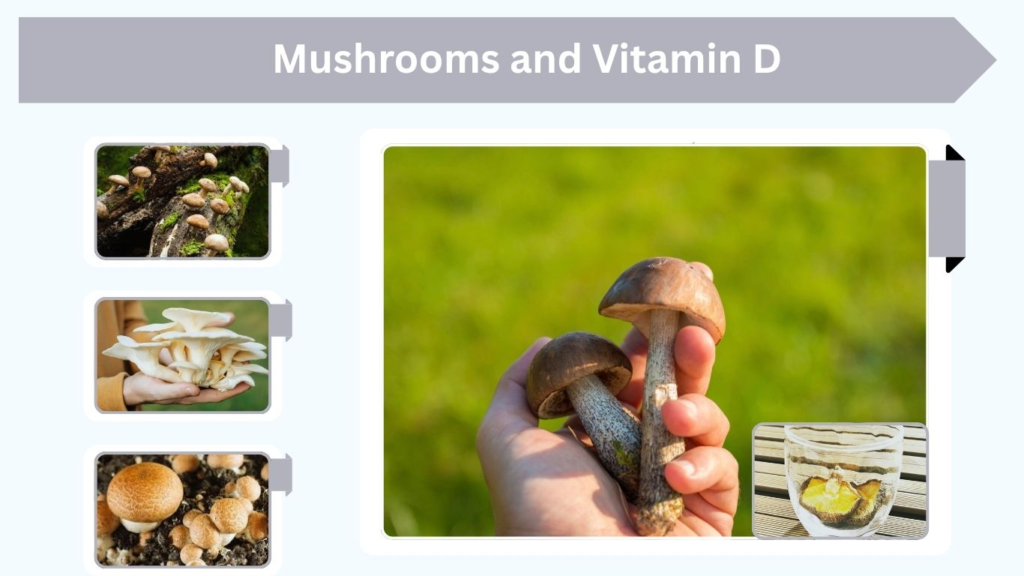 Mushrooms and Vitamin D