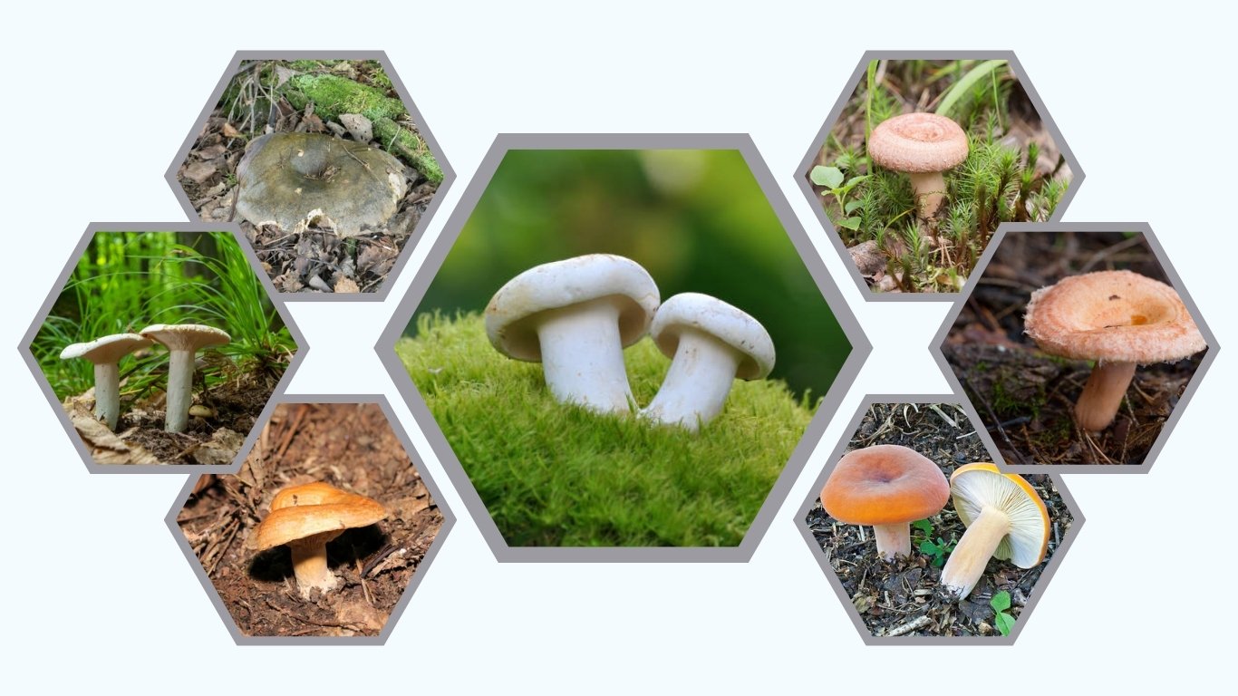 Lactarius deliciosus