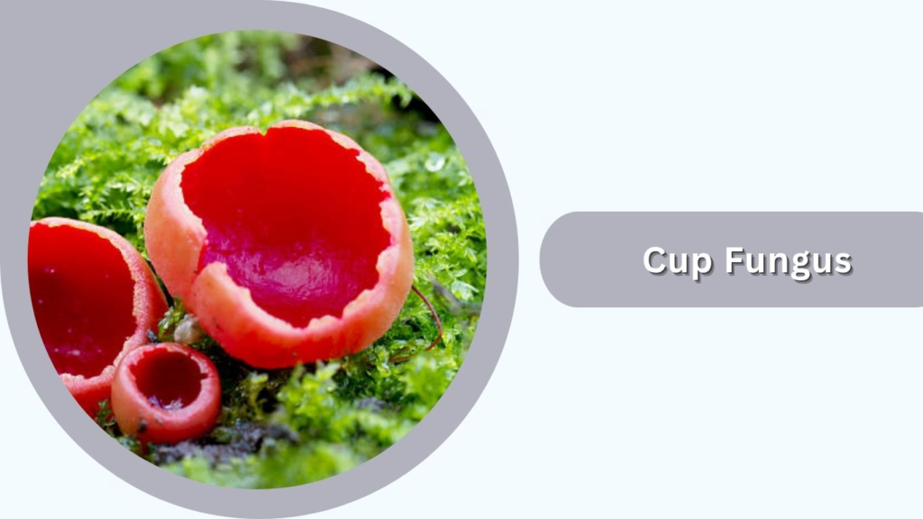 Cup Fungus