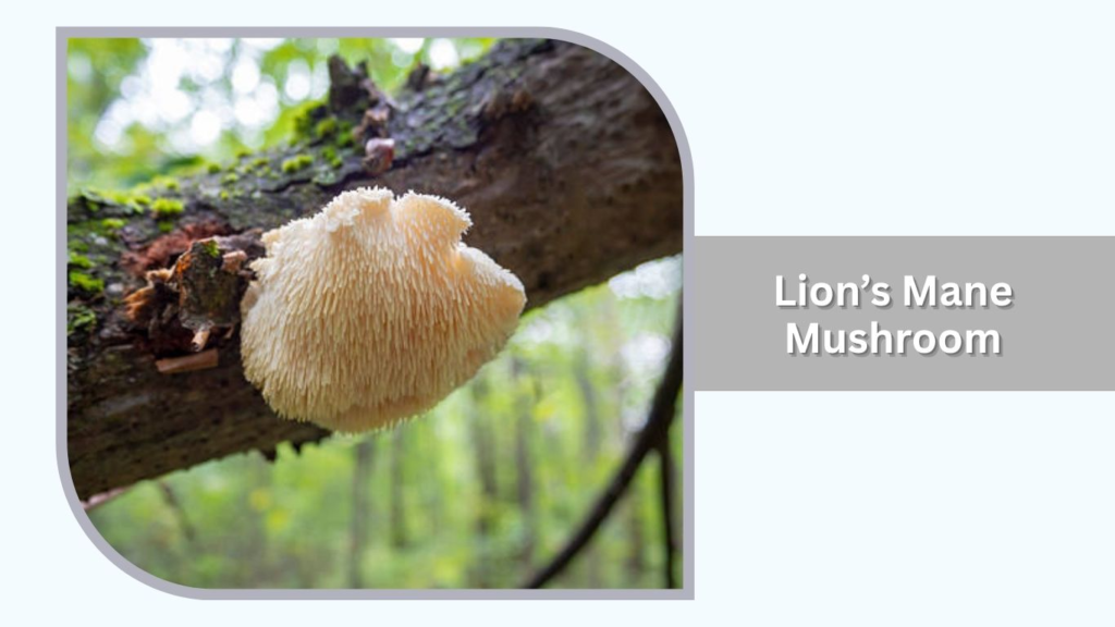Lion’s Mane Mushroom