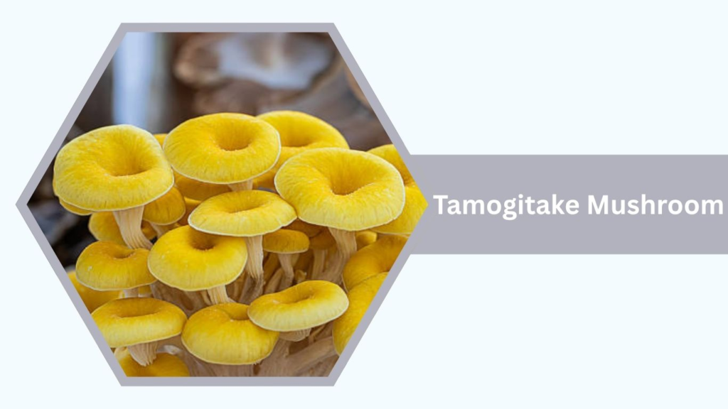 Tamogitake Mushroom