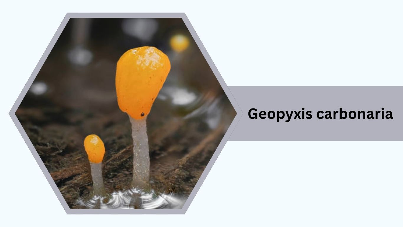 15 Unique Cup Fungi: Identification with Pictures