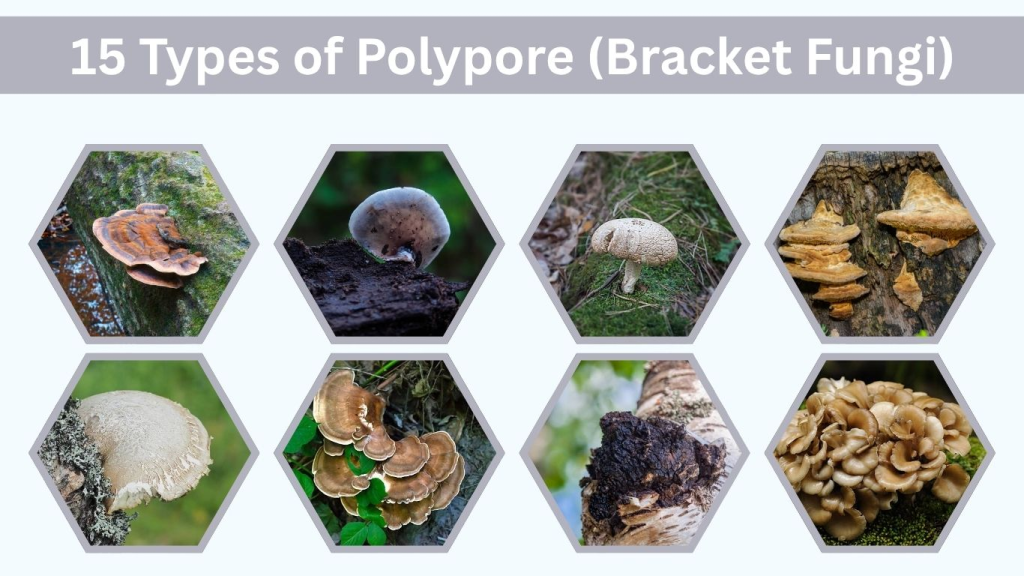 15 Types of Polypore (Bracket Fungi) You Should Know
