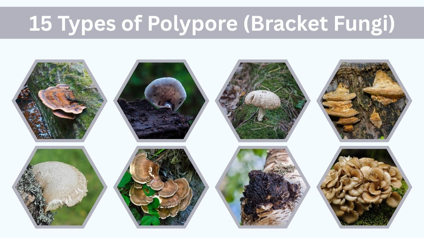 15 Types of Polypore (Bracket Fungi) You Should Know