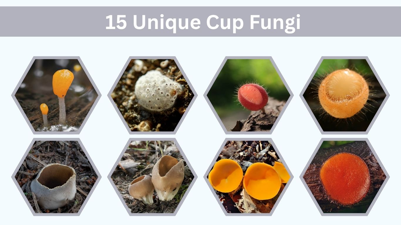 15 Unique Cup Fungi: Identification with Pictures