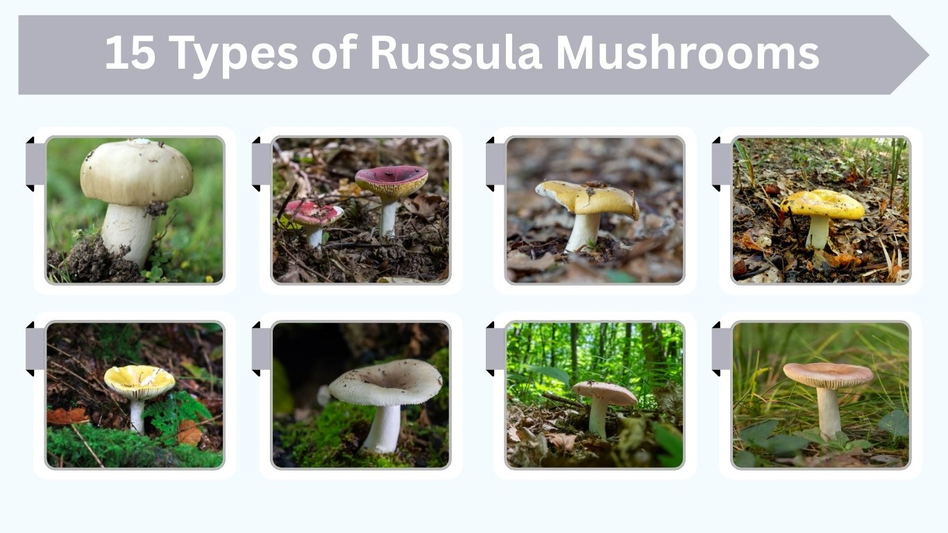 15 Types of Russula Mushrooms: Identification with Pictures