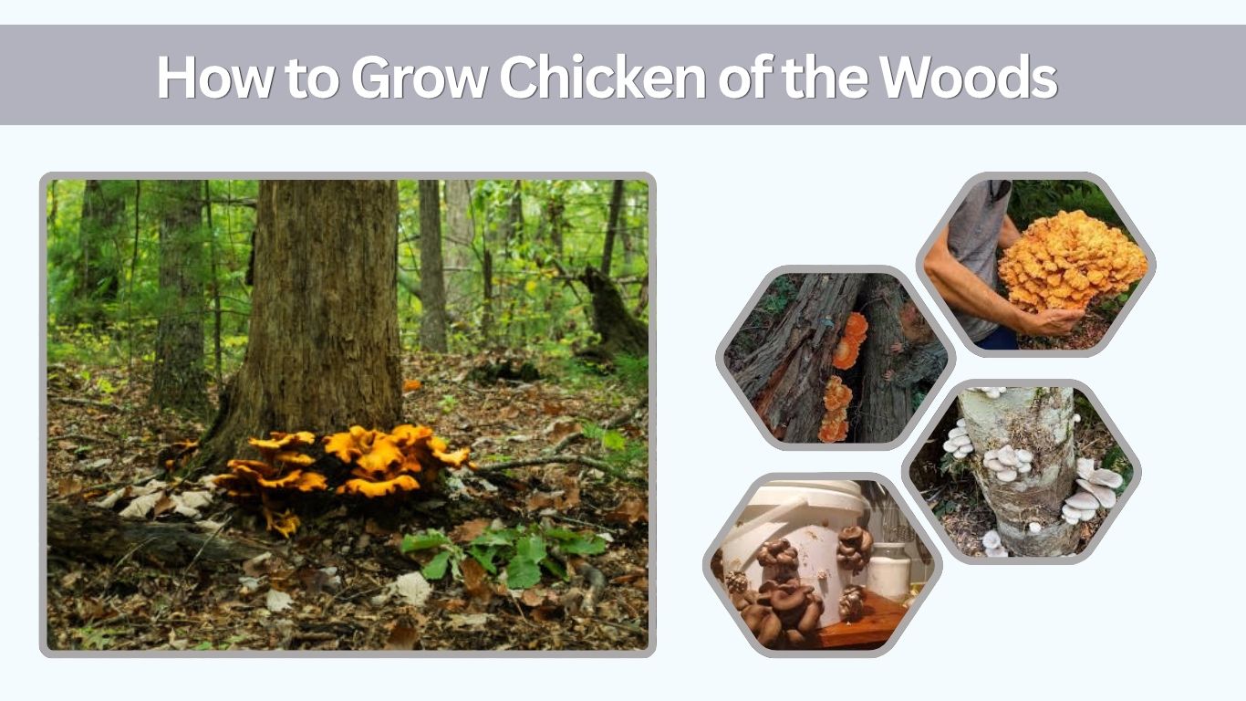 How to Grow Chicken of the Woods: Habitat, Trees, Season & Growing Guide