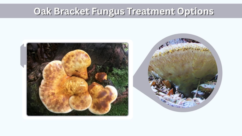 Oak Bracket Fungus Treatment Options