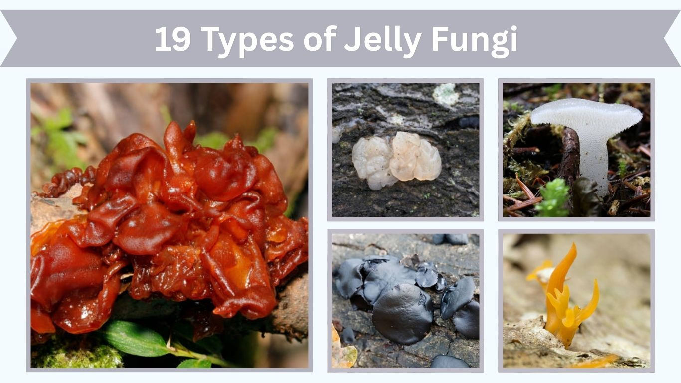 19 Types of Jelly Fungi with Names, Features and Uses