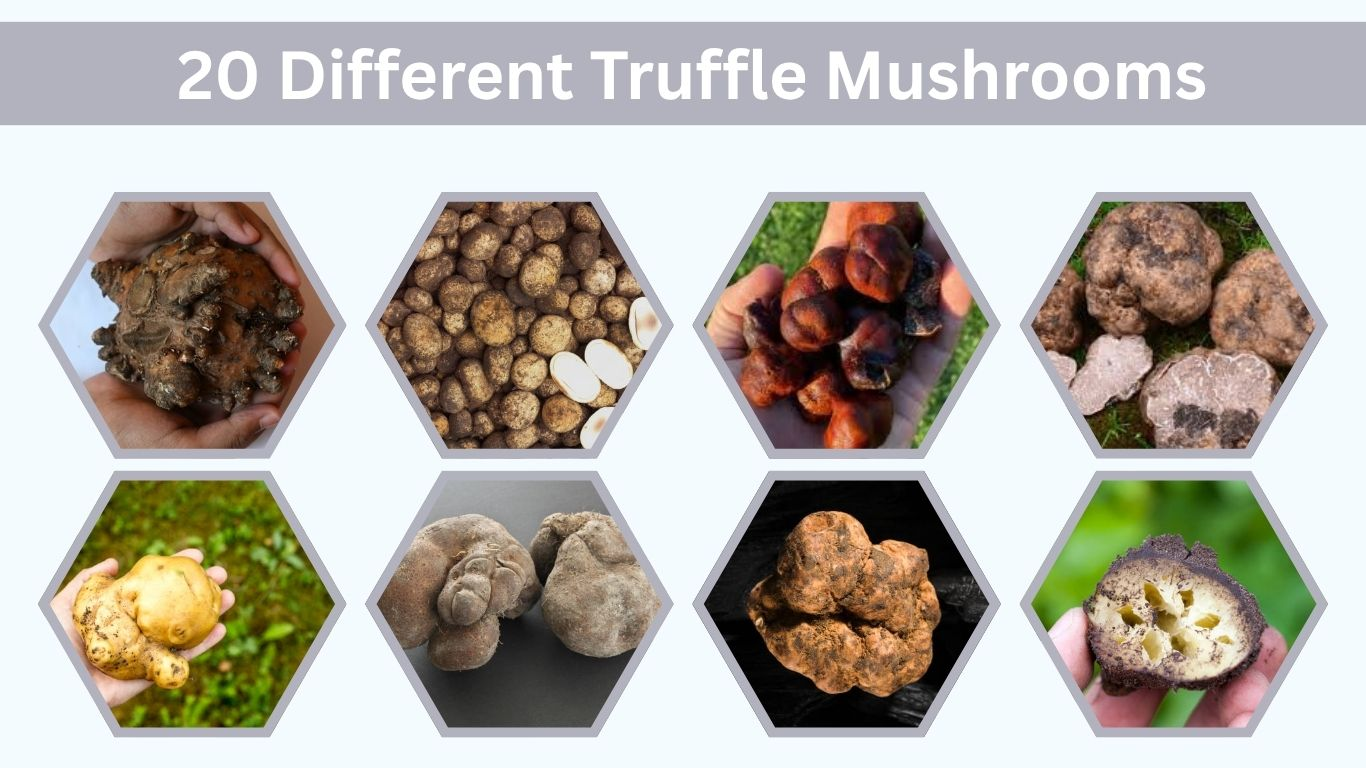 20 Different Truffle Mushrooms and Their Characteristics