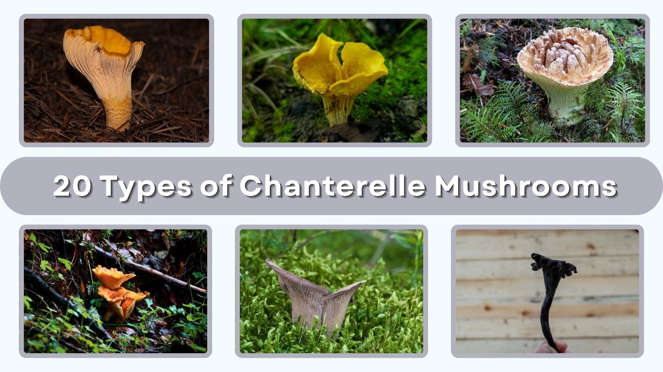 20 Types of Chanterelle Mushrooms: Species Identification Tips