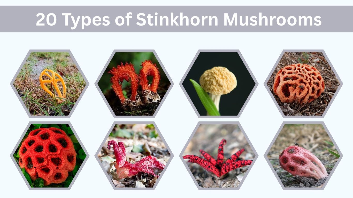 20 Types of Stinkhorn Mushrooms: Identification and Facts Guide