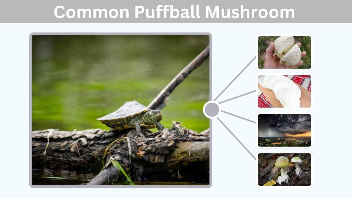 Common Puffball Mushroom Edibility and Safety Guide