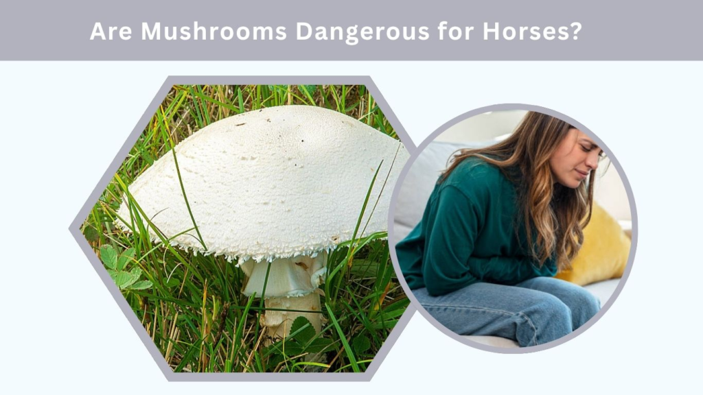 Are Mushrooms Dangerous for Horses?
