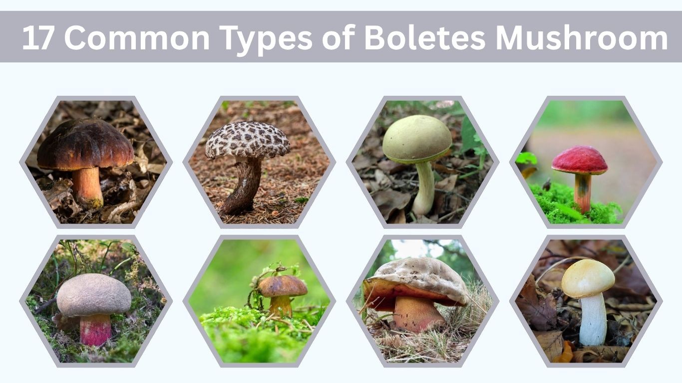 17 Common Types of Boletes Mushroom: Id with Pictures