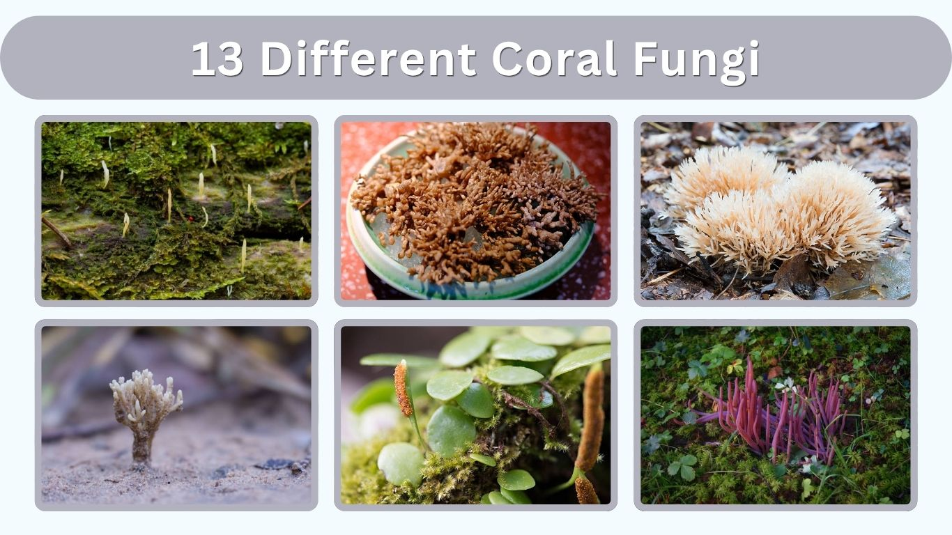 13 Different Coral Fungi and Their Key Traits