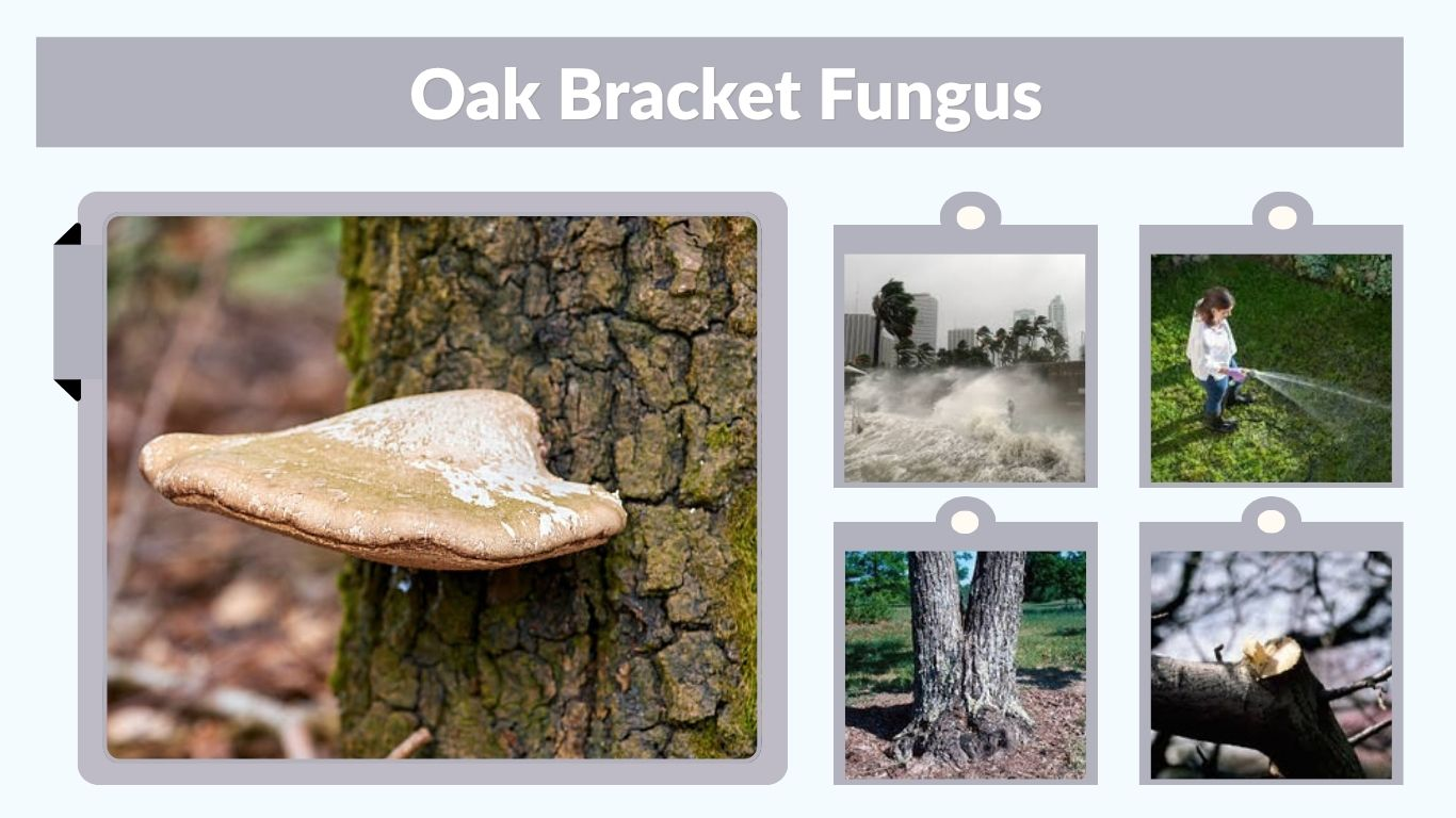 Oak Bracket Fungus: Can Infected Trees Be Saved?