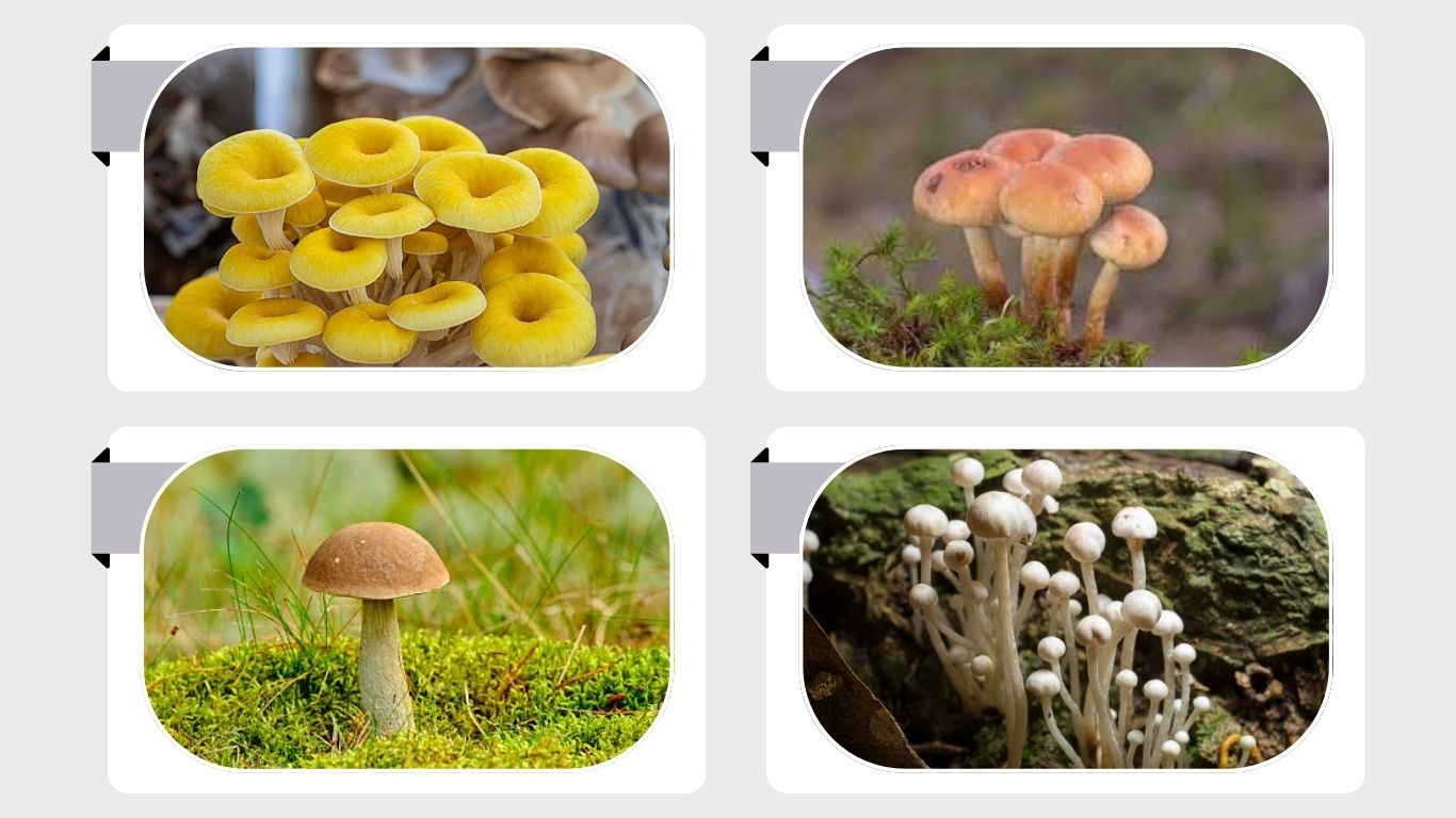 12 Types of Japanese Mushrooms: Identification with Pictures