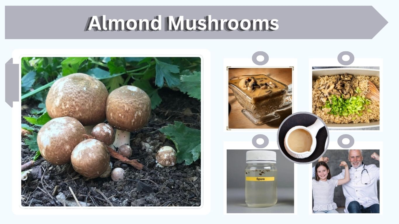 Almond Mushrooms: Identification, Uses and Health Benefits