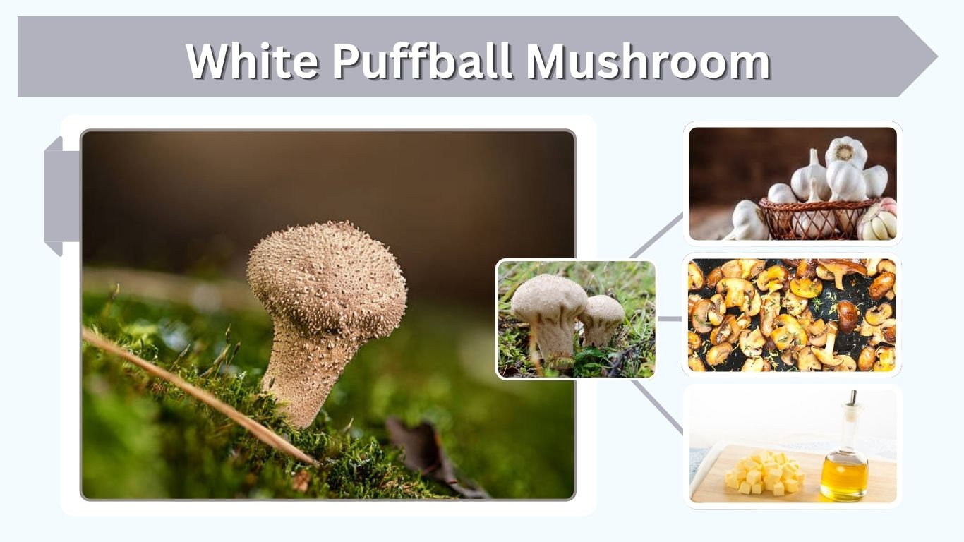 White Puffball Mushroom: ID, Edibility and Recipes
