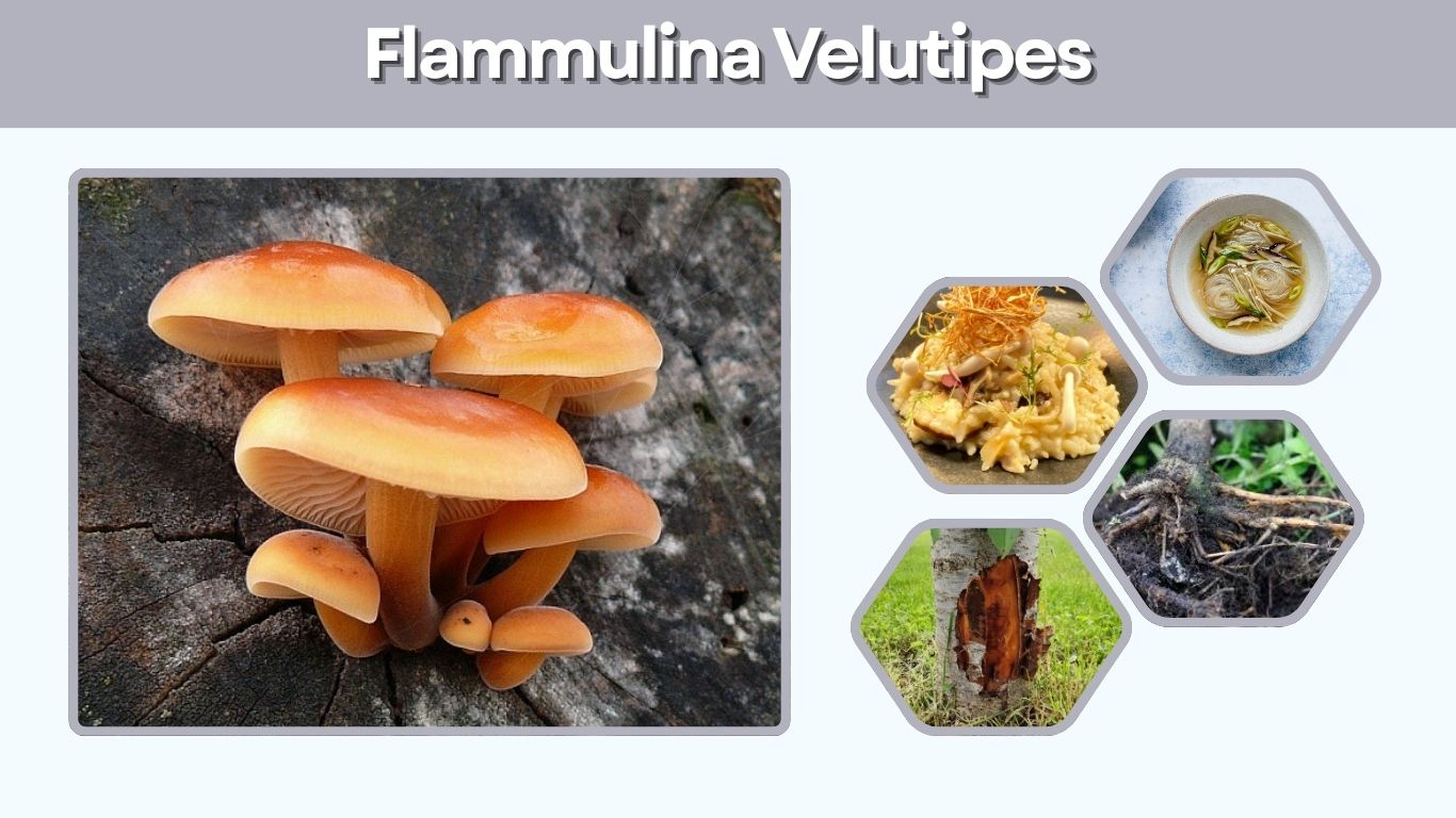 Flammulina Velutipes: Velvet Shank Mushroom Guide