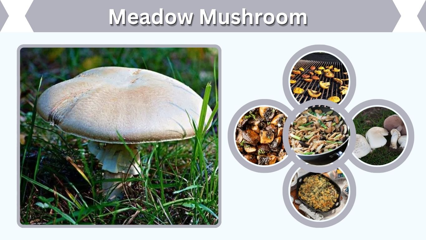Meadow Mushroom: Identification, Edibility and Safety Guide