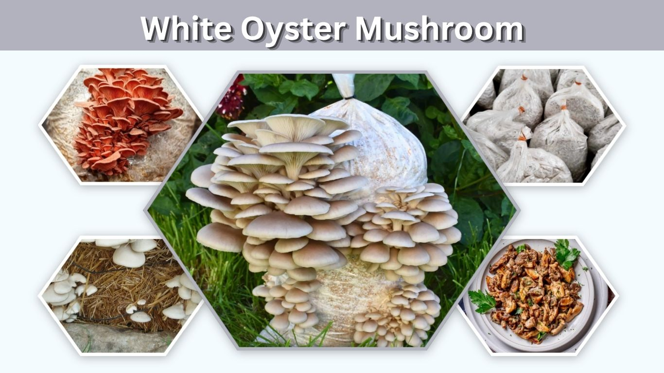 White Oyster Mushroom: Benefits, Growing and Care Guide