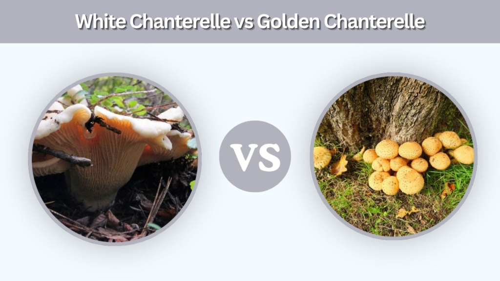 White Chanterelle vs Golden Chanterelle