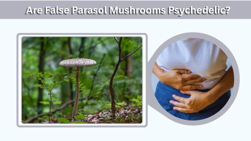 Are False Parasol Mushrooms Psychedelic?