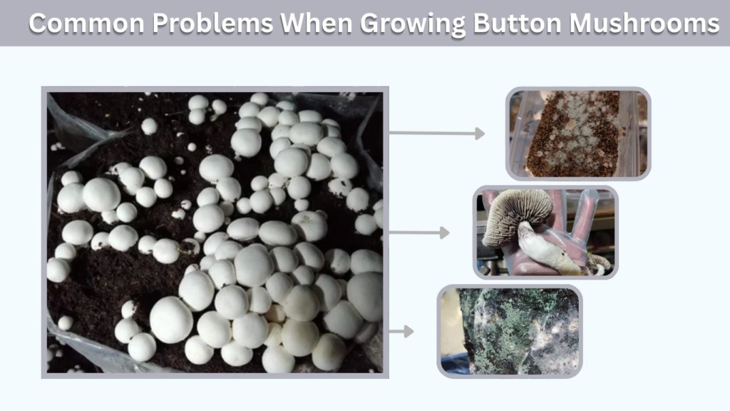 Common Problems When Growing Button Mushrooms