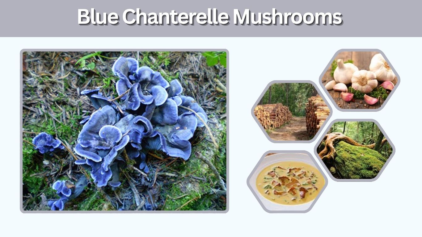 Blue Chanterelle Mushrooms: Identification, Edibility and Uses